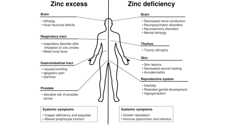 The Dangers of Too Much Zinc